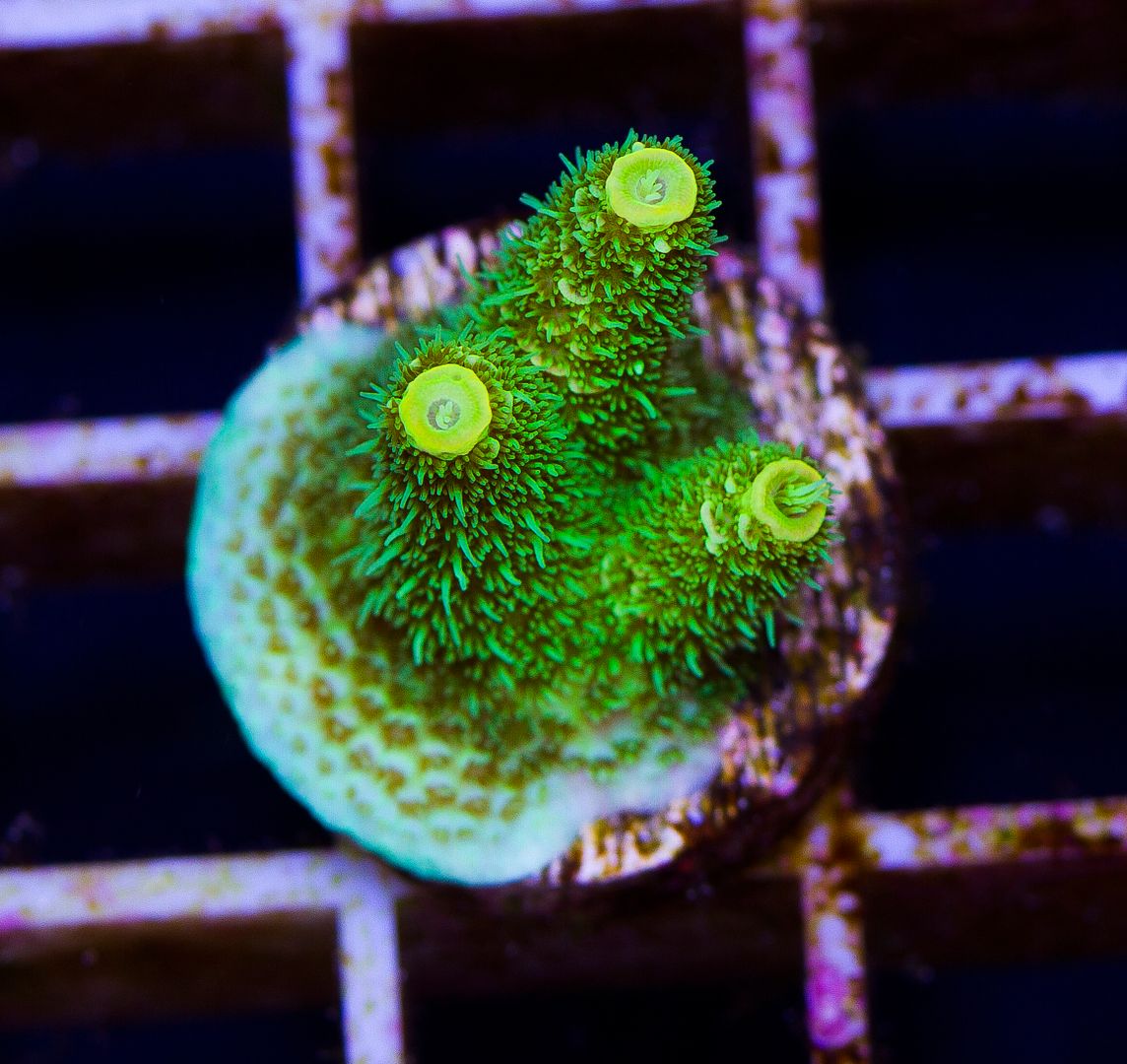 newcoral1341 - 85+ New WYSIWYG Acros at Cherry Corals!